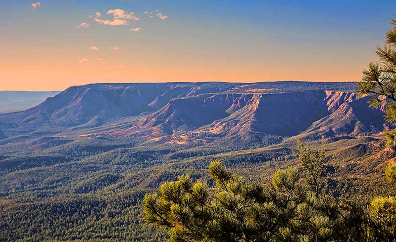 High-country forest near the Mogollon Rim, edge of the Colorado Plateau